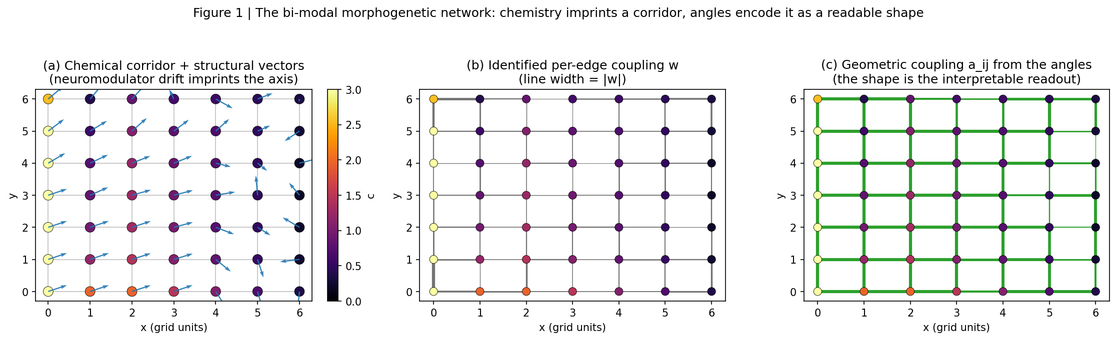Architecture: fast electrical continuum, slow chemical continuum, IIR weak-form identifier, morphogenesis layer