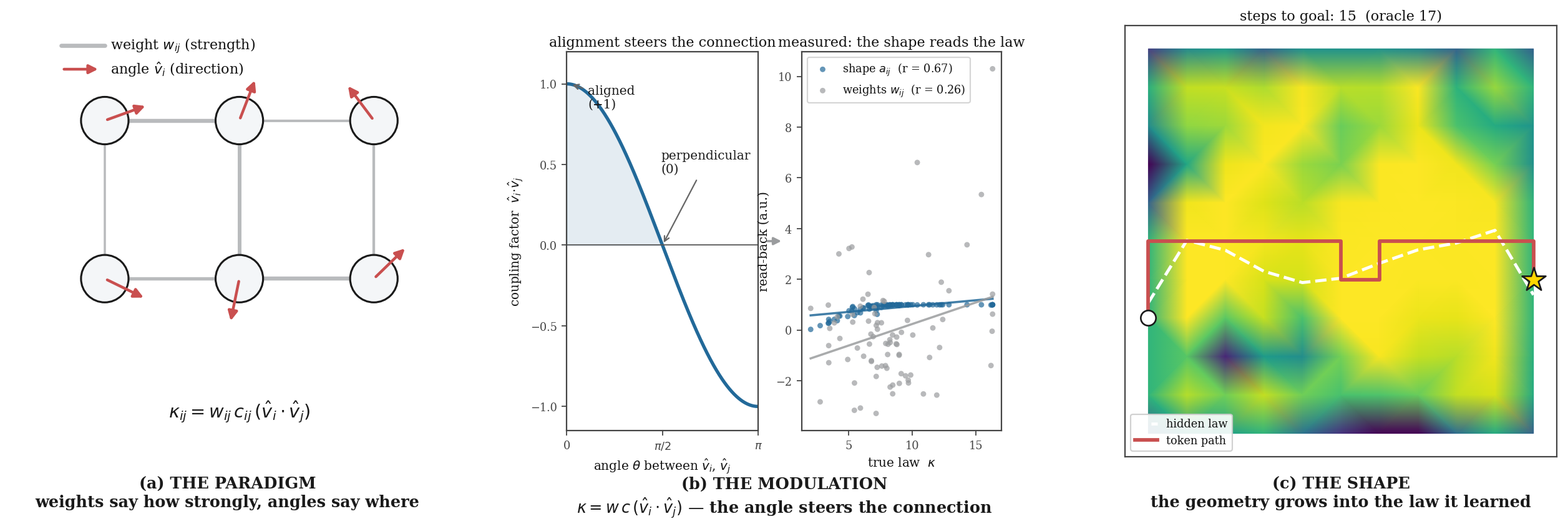 The angle paradigm in three panels: (a) two channels per neuron - scalar weights for strength and a 3D angle for direction; (b) the angle modulation kappa = w*c*(vhat_i dot vhat_j) with measured readback - the shape reads the law at r=0.67 vs r=0.26 for raw weights; (c) morphogenesis - the geometry grows into the hidden law and routes a token to the goal