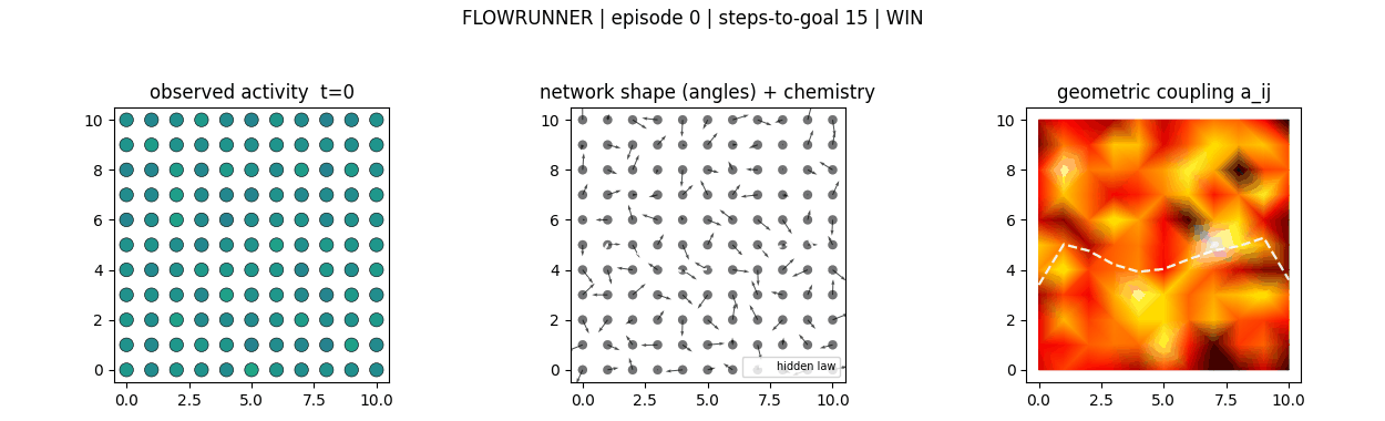 Flowrunner: the morphogenetic network plays a maze — the shape grows along the hidden corridor and a token follows it to the goal